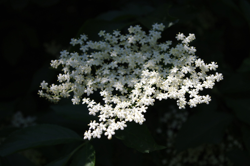 bunch of flowers, tree, focus on foreground, outdoors, gypsophila, flower, fragility, white flower, lichtspiel, white color, petal, flower head, springtime