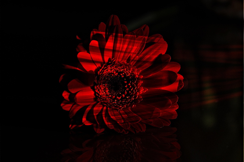 no people, growth, sunlight, black background, selective focus, 4K, blossom, nature, bouquet, flowering plant, vulnerability, backgrounds, lichtspiel