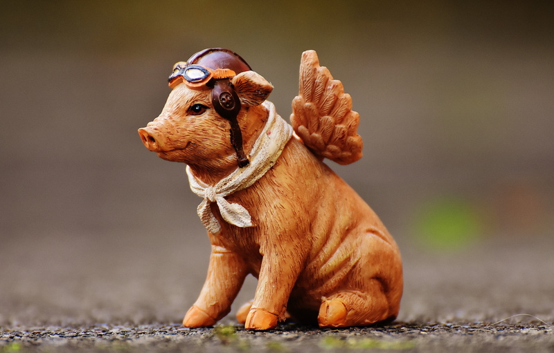 cute, focus on foreground, winged, shift, funny, piglet, brown, fun, pets, decorative, canine, dog, looking, angel figure, humor, animal, purebred dog