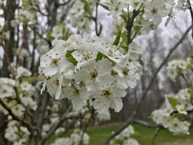 focus on foreground, spring, nature, springtime, no people, cherry blossom, blossom, branch, petal, plant, fragility, beauty in nature, flowering plant