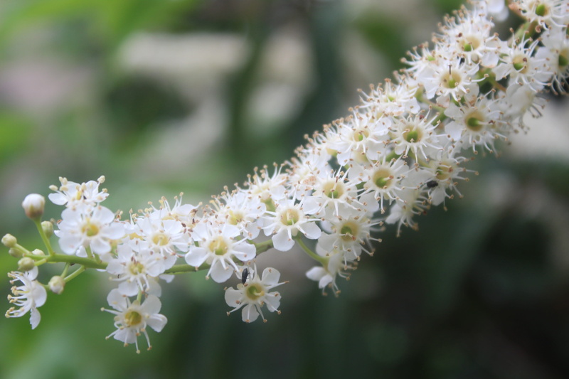 selective focus, laurel tree, vulnerability, outdoors, no people, freshness, white color, bush, laurel blossom, inflorescence, close-up, beauty in nature