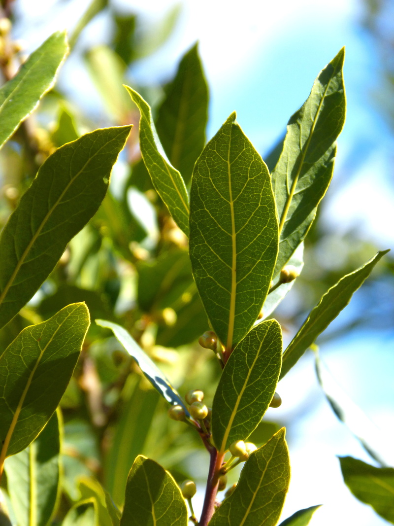 plant part, leaf vein, outdoors, day, 4K, leaves, fragility, growth, tree, focus on foreground, tranquility, plant, freshness, green color, beauty in nature