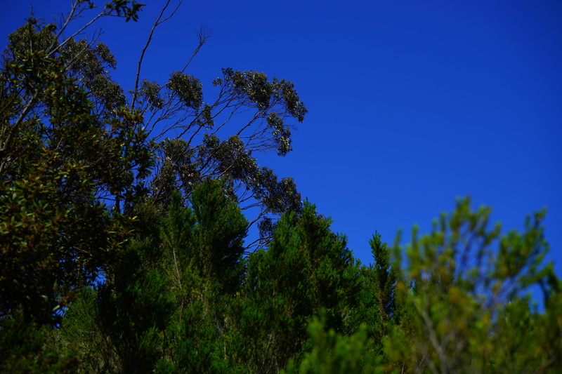 sky, coniferous tree, growth, laurel tree, beauty in nature, green color, clear sky, laurel forest, scenics - nature, low angle view, summer, anaga landschaftspark