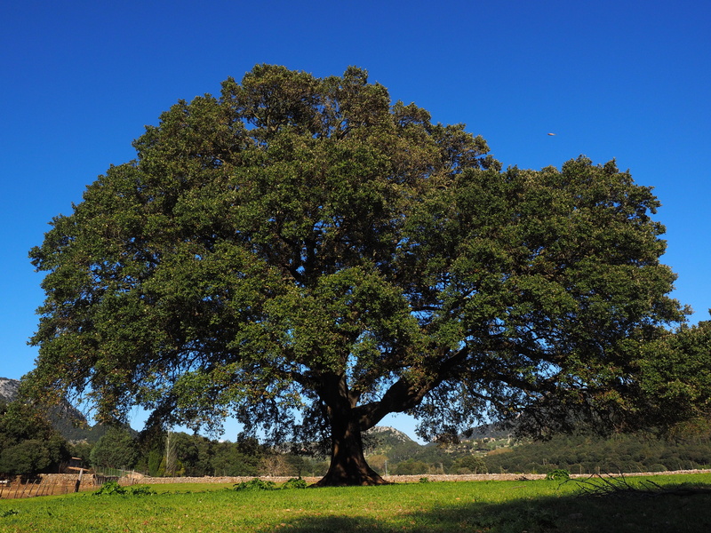 laurel tree, valley of orient, plant, camphor tree, camphor, mallorca, large, cinnamomum camphora, powerful, nature, outdoors, clear sky, 4K, green color