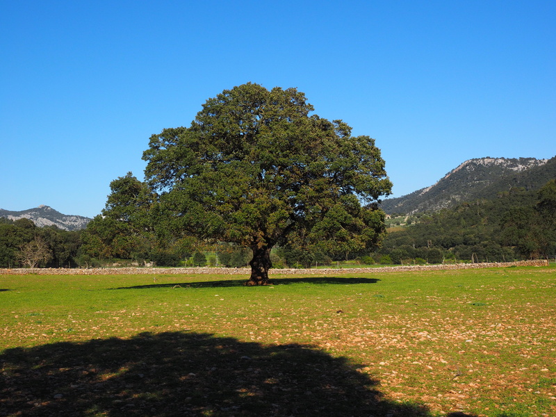 environment, shadow, valley of orient, non-urban scene, green color, laurel, beauty in nature, laurel tree, tree, tranquility, lauraceae, camphor, blue