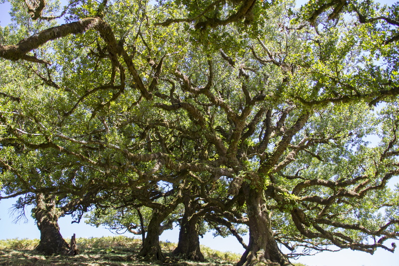 tree canopy, plant, day, tree, backgrounds, outdoors, 5K, scenics - nature, tree trunk, tranquility, laurel tree, green color, nature, oak tree, old trees
