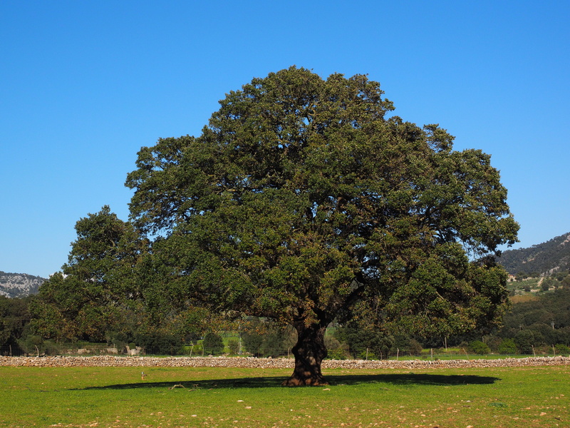 scenics - nature, camphor, 4K, no people, green, tranquil scene, laurel, land, laurel greenhouse, grassland, valley of orient, grass, beauty in nature