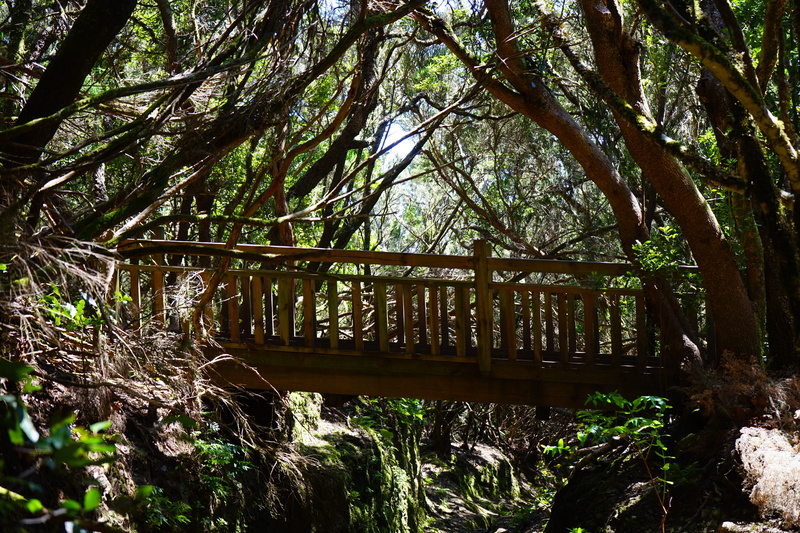 architecture, growth, Web, anaga mountains, woodland, trunk, anaga landschaftspark, wood - material, away he senses, outdoors, footbridge, bridge - man made structure