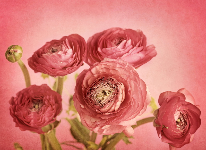 picture, composition, pink background, 2K, Ranunculus, Bud, petals, Ranunculus pink, flowers