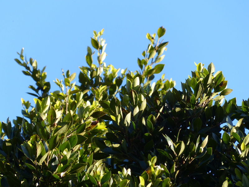 laurel, day, low angle view, canary laurel, summer, plant, no People, persea azorica, food and drink, Laurel Tree, tree, branch, laurus azorica, Laurel