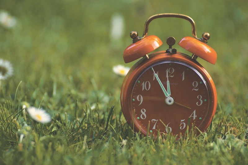 single object, no people, meadow, number, field, flower, flowers, time, ring the bell, alarm clock, green color, nature, hours, day, time indicating, dial