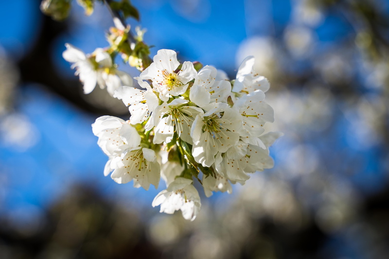 pollen, cherry blossom, blossom, plant, the spring messenger, beauty in nature, outdoors, flowering plant, growth, tree, 4K, branch, bloom, twig, white color