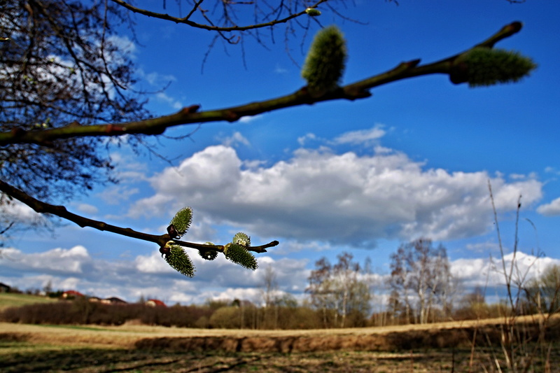 nature, messengers of spring, 2K, cloud - sky, one animal, spring landscape, plant, motion, cats, no people, spread wings, animal, animal themes, focus on foreground