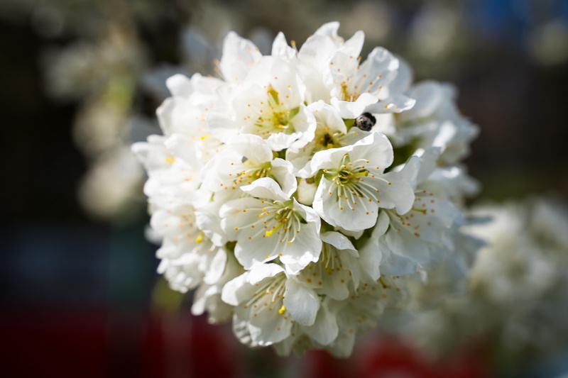 no people, bloom, flower head, growth, outdoors, beauty in nature, plant, spring, selective focus, petal, the spring messenger, 4K, white, day, cherry blossoms