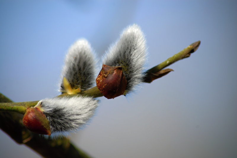 no people, photography, plant, beauty in nature, flowering, day, 4K, nature, signs of spring, fragility, focus on foreground, low angle view, willow, blue sky