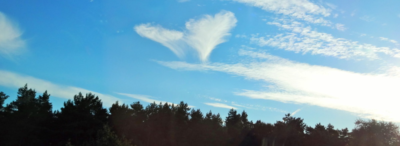 outdoors, angel, blue, idyllic, pine tree, low angle view, non-urban scene, luck, heart shaped, growth, plant, greeting card, no people, romance, day, heart