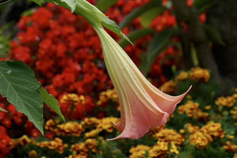 fragility, 4K, flowering plant, nature, food and drink, plant part, red, focus on foreground, blossom, flower head, color, plant, outdoors, red yellow