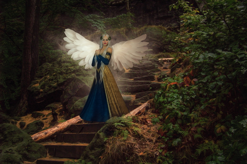 animals in the wild, bird, beauty in nature, plant, mythical creatures, animal wildlife, animal, sage, wing, tree, peacock, 2K, feather, fee, female, atmosphere