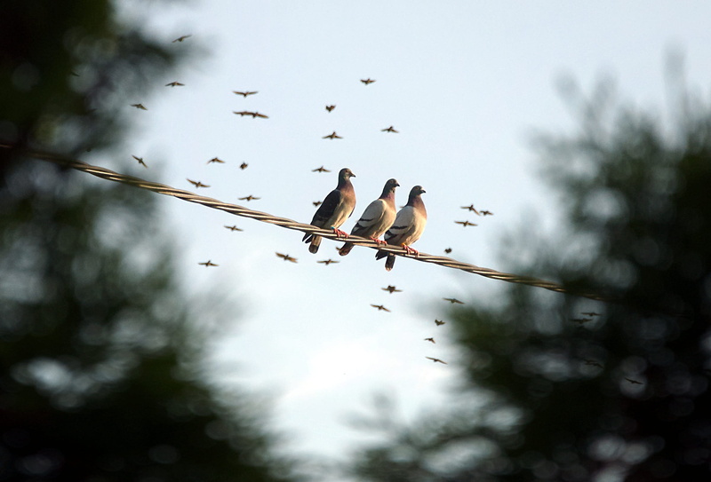selective focus, brown, dove, vertebrate, flying, meeting, beauty in nature, animal, tree, group of animals, outdoors, flock of birds, day, animals, focus