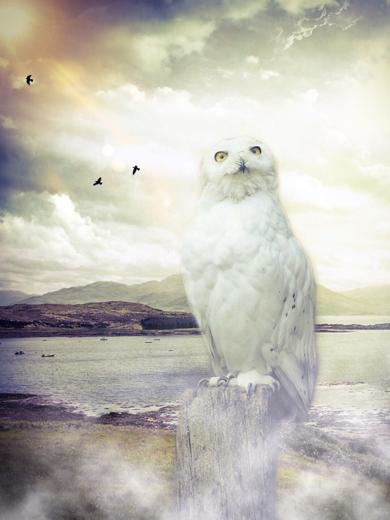 back light, animals in the wild, mystical, romance, outdoors, tree, bright, owl, day, landscape, daytime, animal wildlife, animal, mountains, threatening