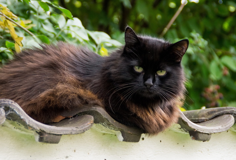 thick, curious, animal themes, attention, brown, domestic cat, cat, whisker, animal, out, fluffy, focus on foreground, overweight, lazy, nature, psychiatric