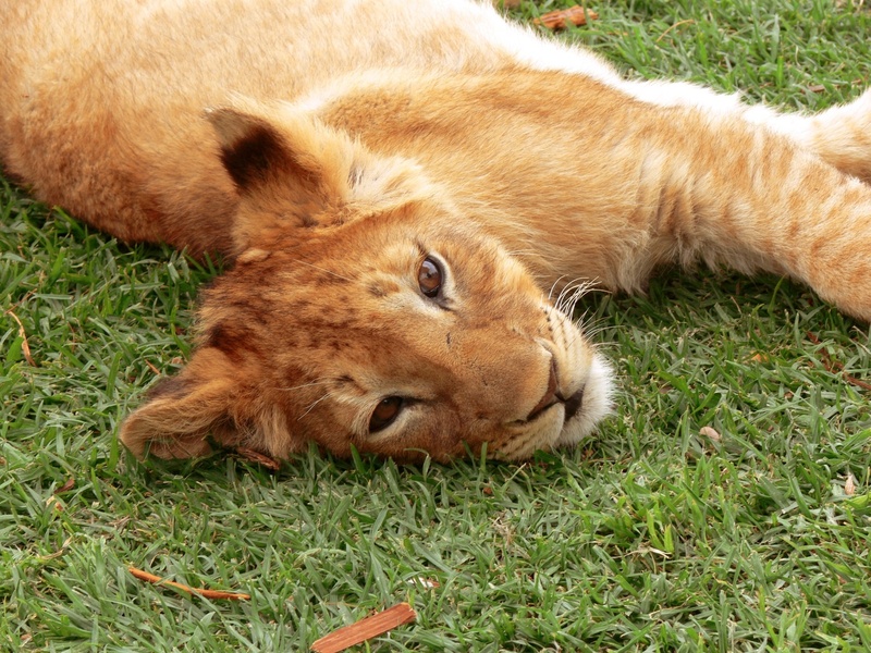 whisker, animal themes, animal head, ginger cat, animal, no people, relaxation, field, resting, mammal, close-up, big cat, cub, 1080P, stretched out, grass