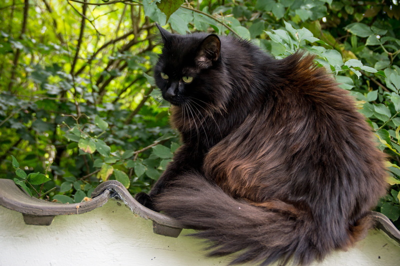 animal, pets, thick, psychiatric, cat, brown, whisker, feline, looking, thick cat, cozy, garden, portrait, hairstyle, daytime, plant, animal themes, domestic cat