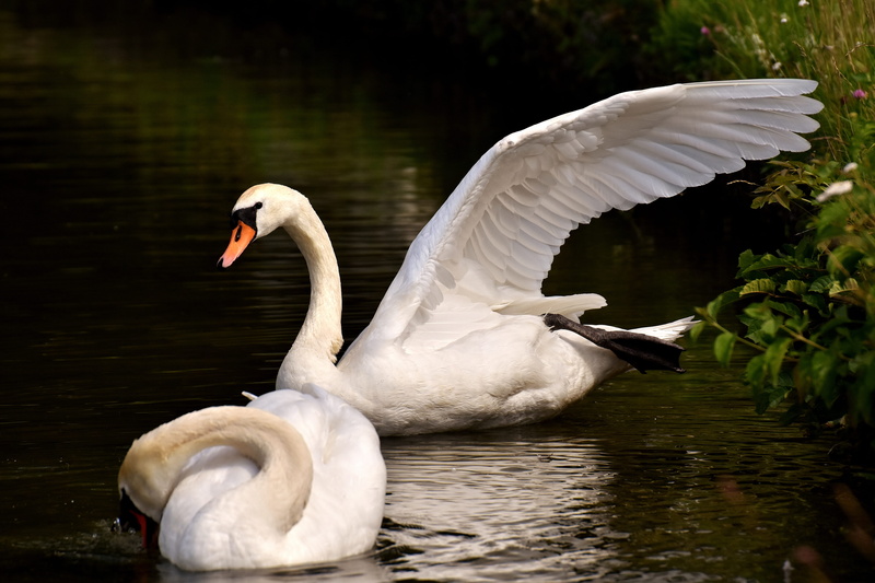 zoology, white color, flying, lake, animal neck, pride, waterfront, floating on water, one animal, animal wing, animals in the wild, schwimmvogel, 5K