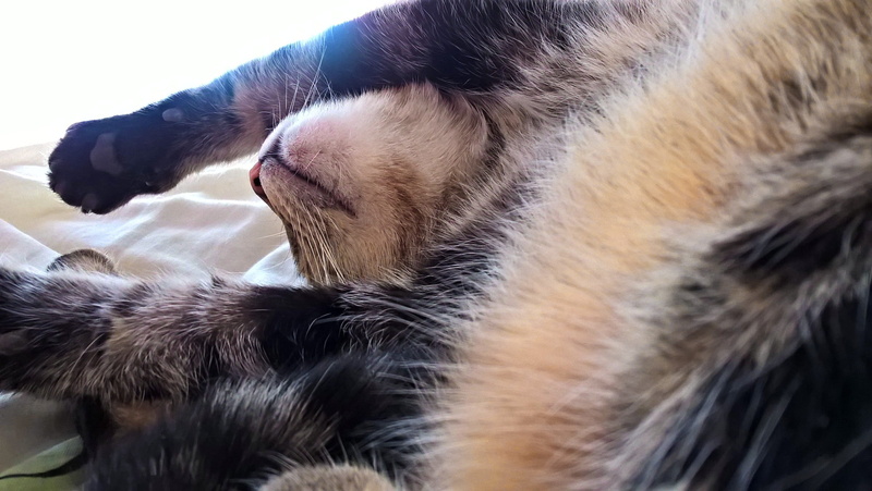 no people, paws, eyes closed, cat, relaxation, indoors, domestic animals, relax, snuggle, hair, mammal, animal themes, peritoneum, fur, stretch out, nap