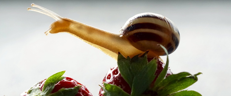 shell, snail shells, plant part, flower, seed, fragility, stretch out, creature, food and drink, close-up, transparent, invertebrates, snail shell, plant