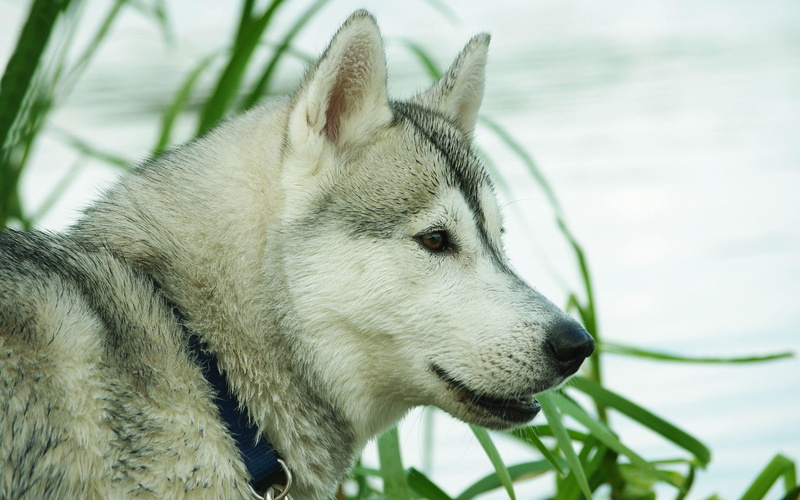 bath, 2560x1600, white, animals, black, 2K, wolf, husky