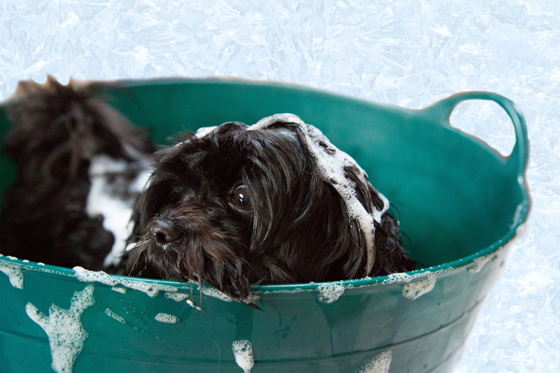 puppy, bucket, vertebrate, pets, mammal, basket, one animal, shampoo, animal body part, day, foam, two, body, grooming, coat, nature, water, animal themes