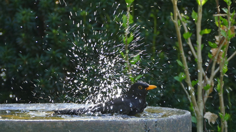 garden, animal wildlife, bird bath, black, 2K, animal themes, blackbird, splashing, water, one animal, plant, animal, day, bathing, focus on foreground