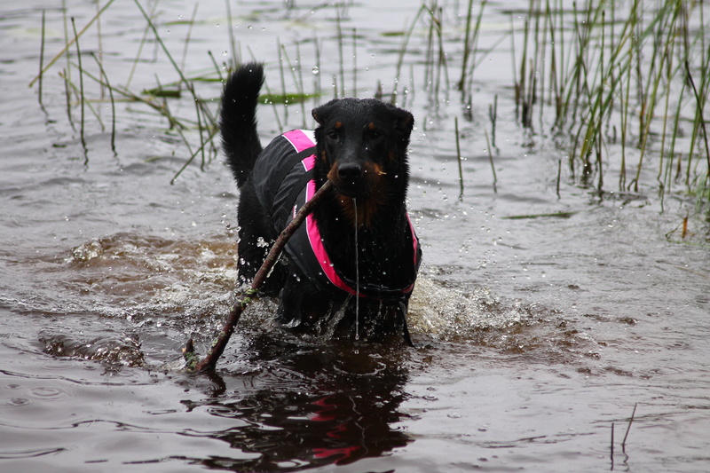 animal mouth, beauceron, black color, dog, water, waterfront, animal, nature, adorable, happy, day, young, domestic animals, cute, 4K, puppy, bath, pets