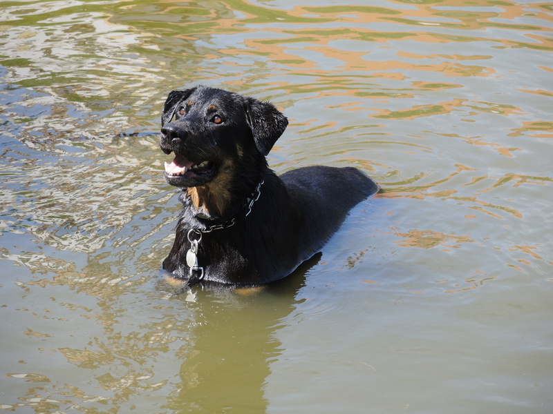 animal, 4K, black color, surface, pond, water, canine, dog, day, domestic animals, wet, lake, waterfront, water-level, rottweiler, no people, bathing