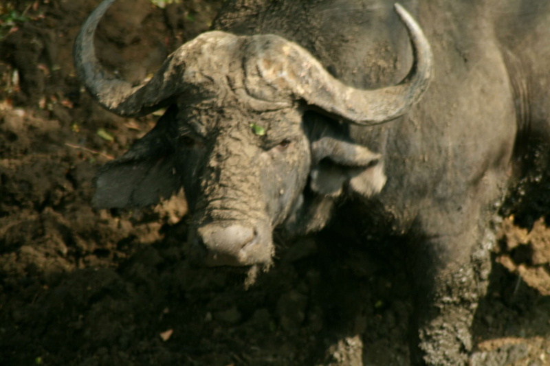 4K, animals, brown, one animal, mud bath, nature, vertebrate, no people, full length, horned, wild life, animal head, herbivorous, day, buffalo, animal wildlife