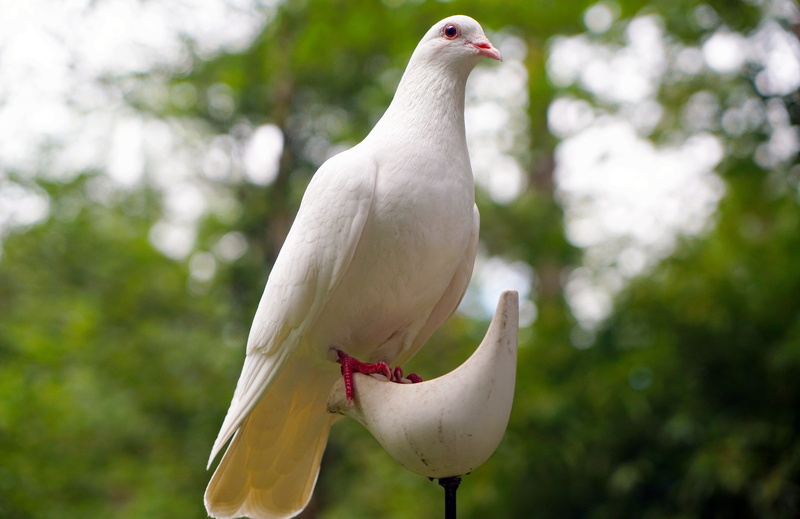8K, hope, hopeful, bird, close-up, grace, dove, tree, beauty in nature, spirit, animal themes, outdoors, no people, plant, vertebrate, white, peace, one animal