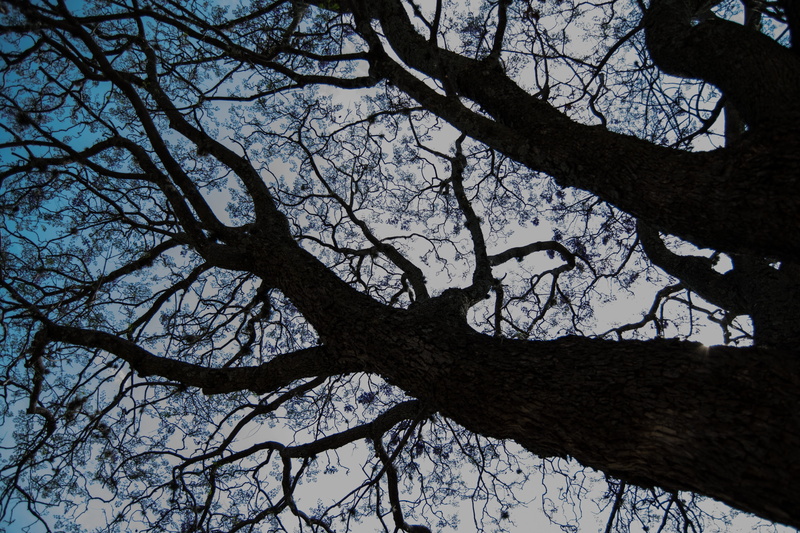 afternoon, beauty in nature, tree trunk, day, green, star, silhouette, branch, prado, full frame, summer, purple, sky, growth, night, reflection, age, no people