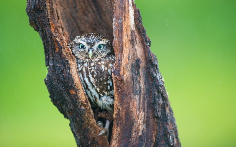 hd, owl, animals, 1080P, tree, bird