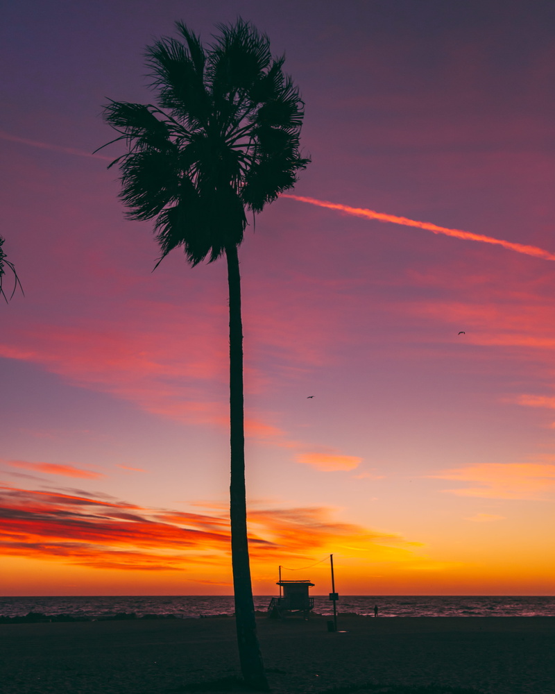 coconut palm tree, tropical climate, landscape, plant, cloud - sky, scenics - nature, water, los angeles, venice, tranquil scene, beauty in nature, palm tree