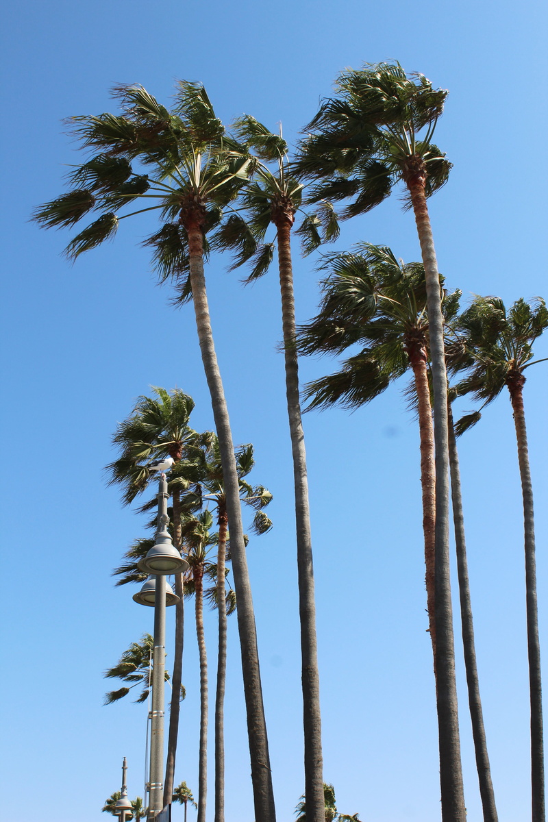 trees, trunk, sunlight, clear sky, sky, breeze, tropical climate, tall - high, blue, palm trees, tropical tree, los angeles, low angle view, plant, growth