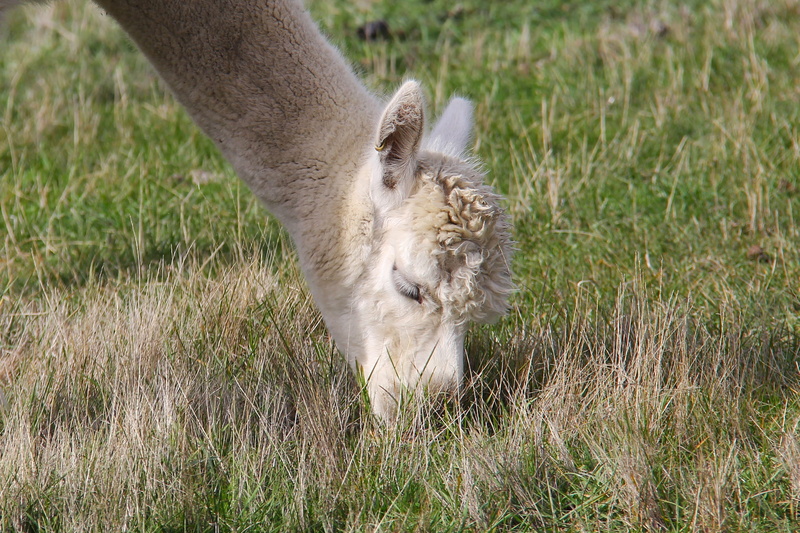 lamb, herbivorous, nature, animal wildlife, farm, purple, animal themes, cat, pets, 2K, new zealand, animals in the wild, land, enchanting, domestic animals