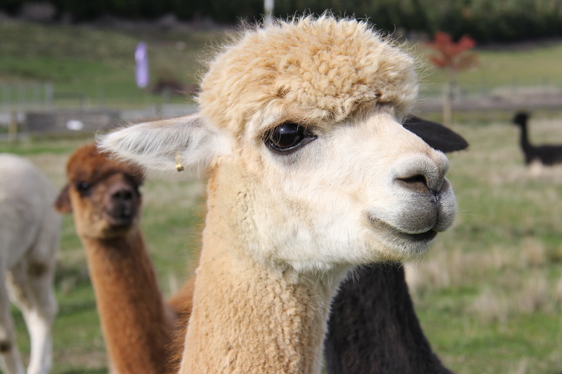 animal, agriculture, vertebrate, llama, lavender, domestic animals, mammal, outdoor, pets, wanaka lavender farm, livestock, alpaca, 2K, group of animals