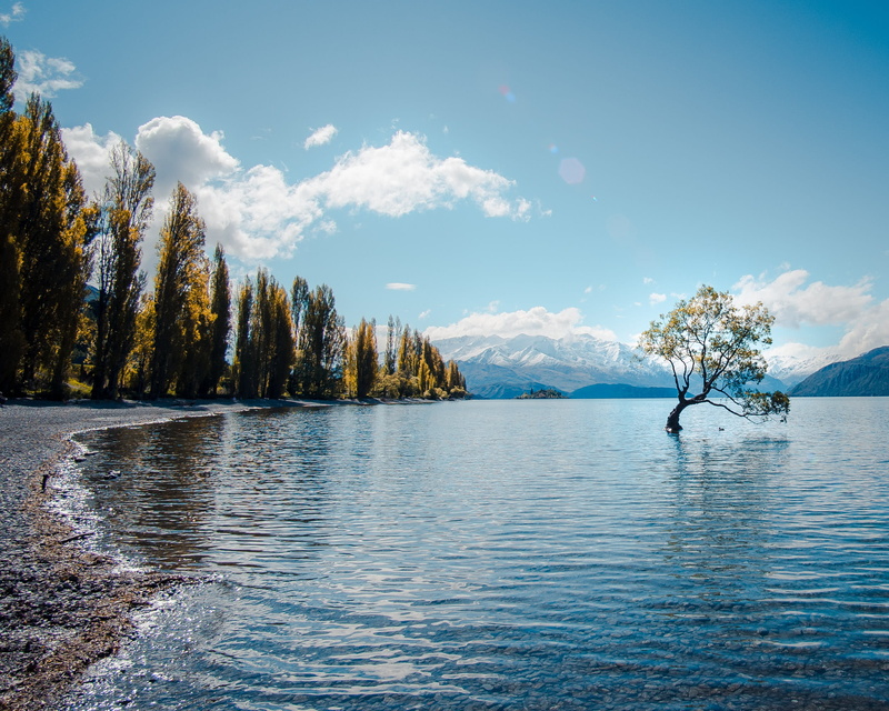 lake, fir, hike, tranquility, traveling, day, remote, non-urban scene, that wanaka tree, wanaka, 1080P, conifer, nature, outdoors, tree, beauty in nature