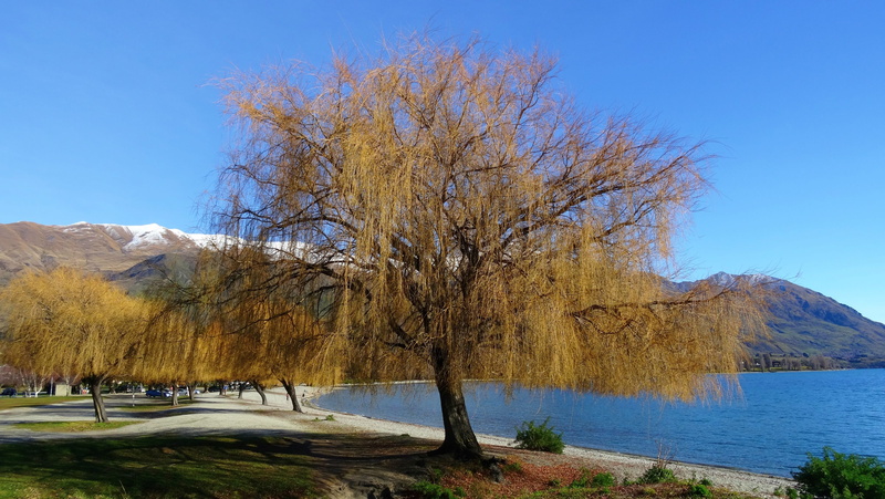 4K, branch, plant, nature, day, outdoors, new zealand, idyllic, landscape, sky, wanaka, mountain, lake, willow tree, water, non-urban scene, tranquility