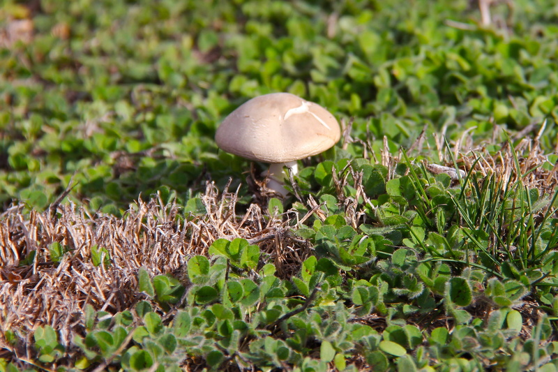 food and drink, wanaka lavender farm, nature, surface level, purple, beauty, day, enchanting, green color, 2K, plant, fungus, vegetable, lavender, mushroom