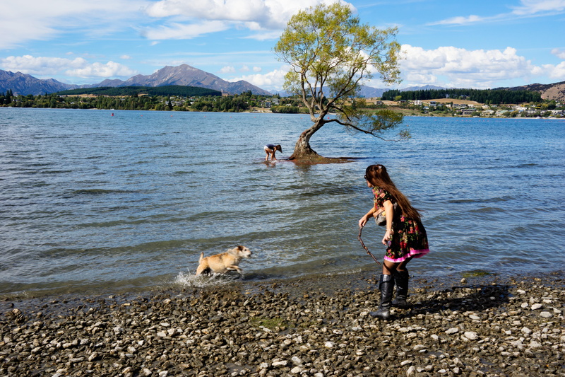 canine, domestic animals, people, real people, fetch, one animal, animal themes, new zealand, dog, outdoors, leisure activity, mountains, cloud, vertebrate