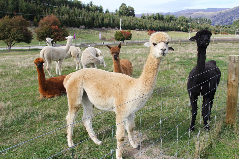 llama, vertebrate, purple, boundary, Alpacas, Lamb, livestock, enchanting, animal, agriculture, beauty, pets, beautiful, mammal, animal themes, wanaka lavender farm