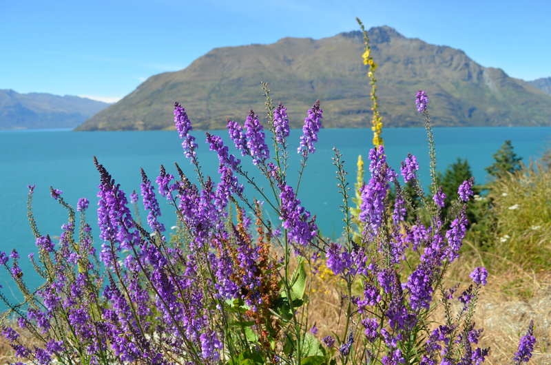 day, water, tranquility, vulnerability, lavender, flower head, mountain, growth, nature, sky, lake wanaka, purple, 4K, flowering plant, landscape, no people