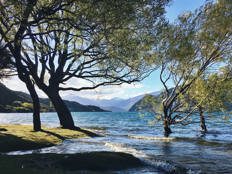 branch, camping, tranquility, hiking, non-urban scene, green, moss, 2K, tree, trees, no people, sea, beauty in nature, outdoors, day, sky, new zealand